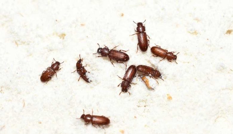 pest control questions eng